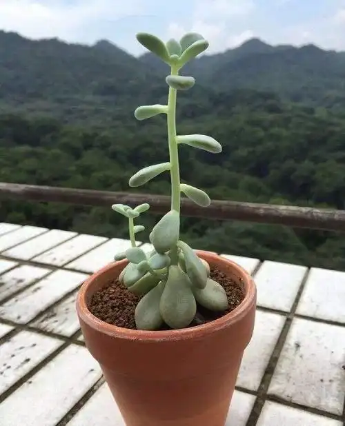 多肉徒长后巧妙两招状态重回