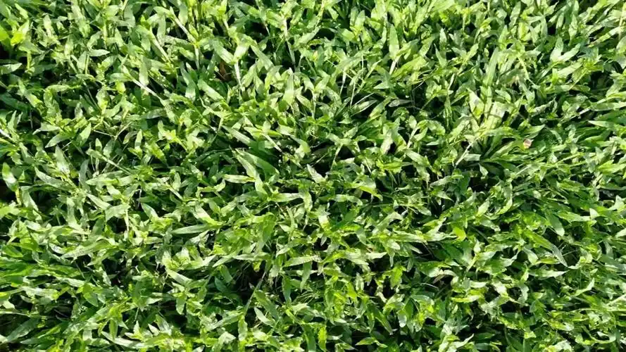 适合在公园种植的草坪草种有哪些?-广东田野风实业有限公司