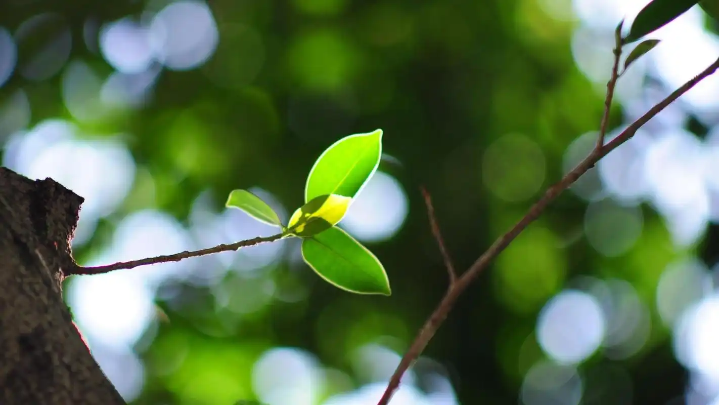 自然植物花卉唯美风景桌面壁纸