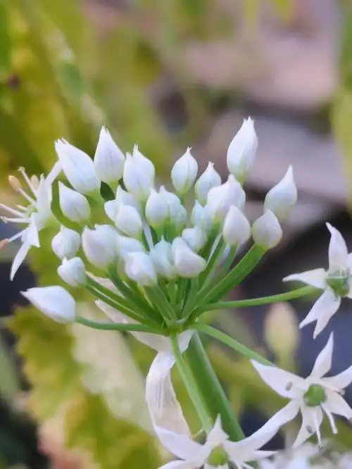 封城一个月韭菜花居然开的这么灿烂