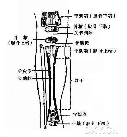 弱弱的问:成人长骨还有干骺端嘛