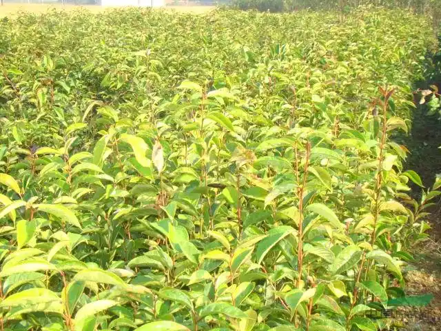 红花大果油茶苗