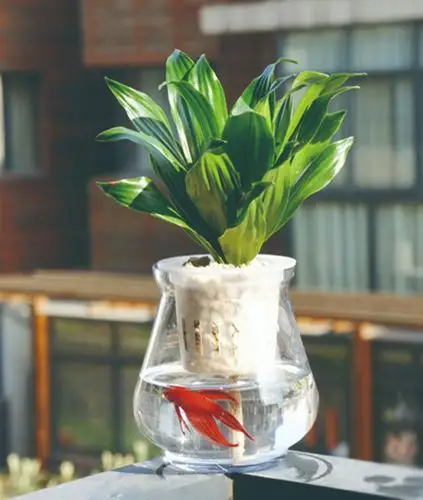 则可放养些比较容易饲养的鱼类,1, 首先,必须确保水养的植物无毒,保证