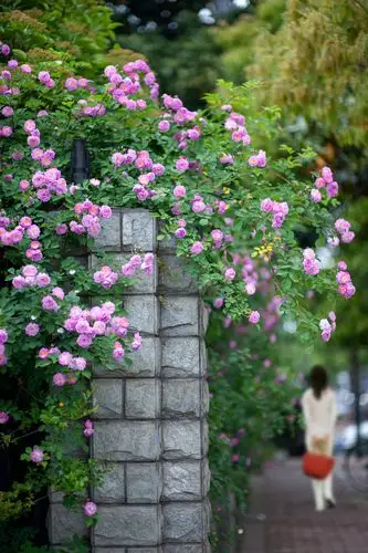 蔷薇花开花满墙