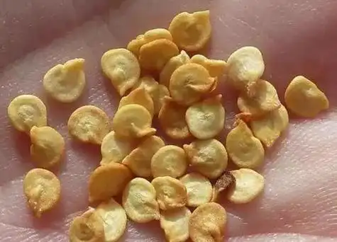 辣椒性喜热,适合在温和的气候和阳光充足的环境中生长.