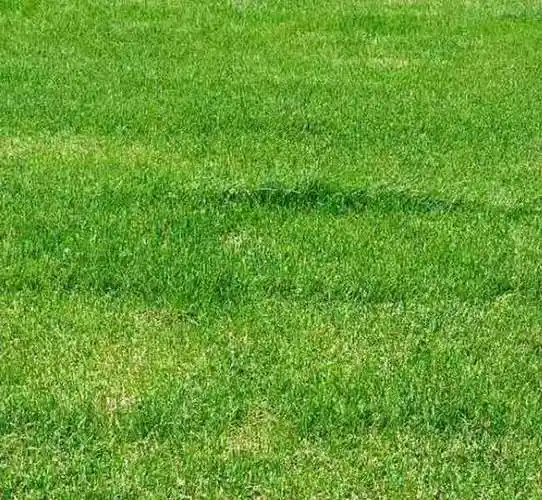 楚雄天然草坪养护