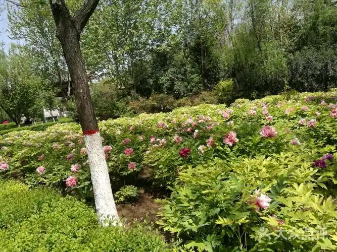 西安牡丹苑图片 - 第43张