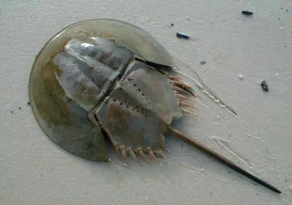 中国鲎不仅是国家二级保护动物,并被《中国物种红色名录》列为濒危