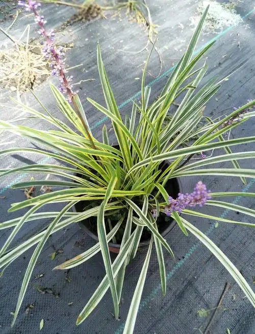 盆栽金边阔叶麦冬草 金边麦冬 金边万年久 绿化地被植物 观赏草