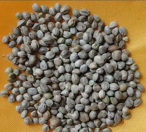 火麻仁的功效和作用