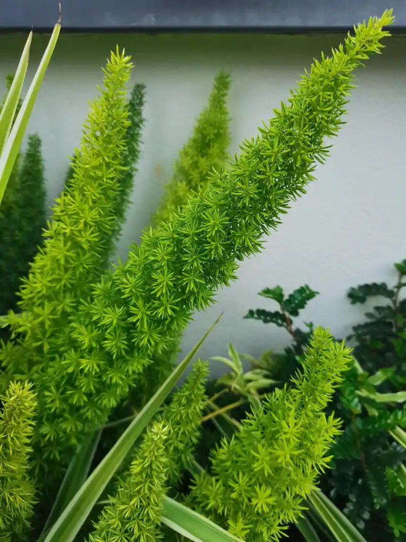 天门冬 中药名,天门冬科天门冬属多年生草本植物,入药部位为其根茎.