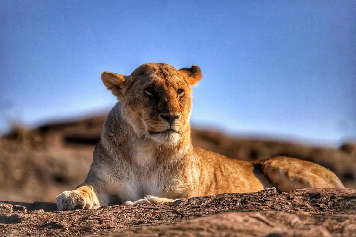 2017.10肯尼亚马赛马拉国家公园.非洲大草原上的视觉盛宴 - 抖音