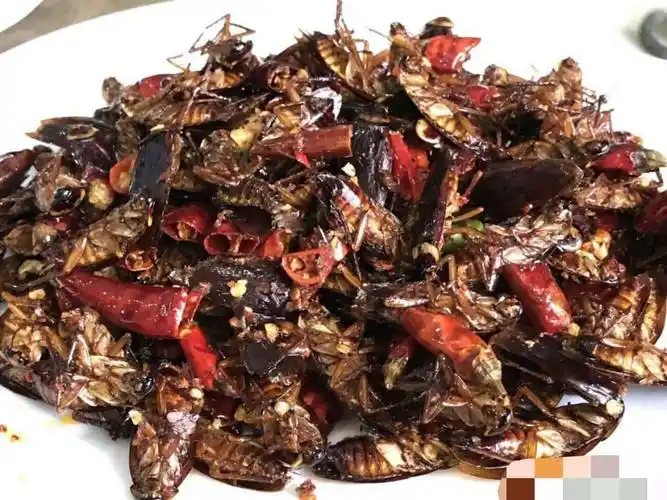 油炸"蟑螂"!你敢吃吗?它已在宜宾餐桌出现
