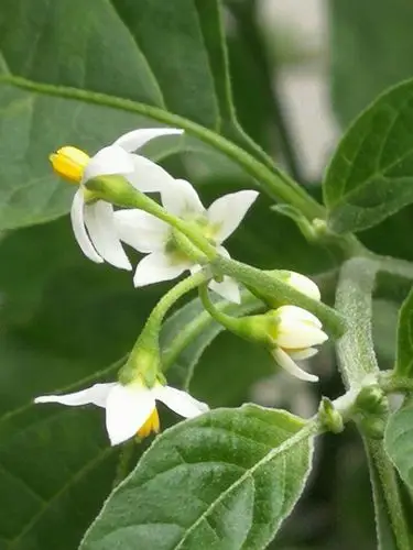 我的花模——龙葵