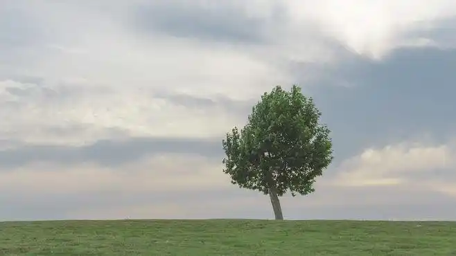 一棵树 - monster⑤ - 图虫网 - 最好的摄影师都在这