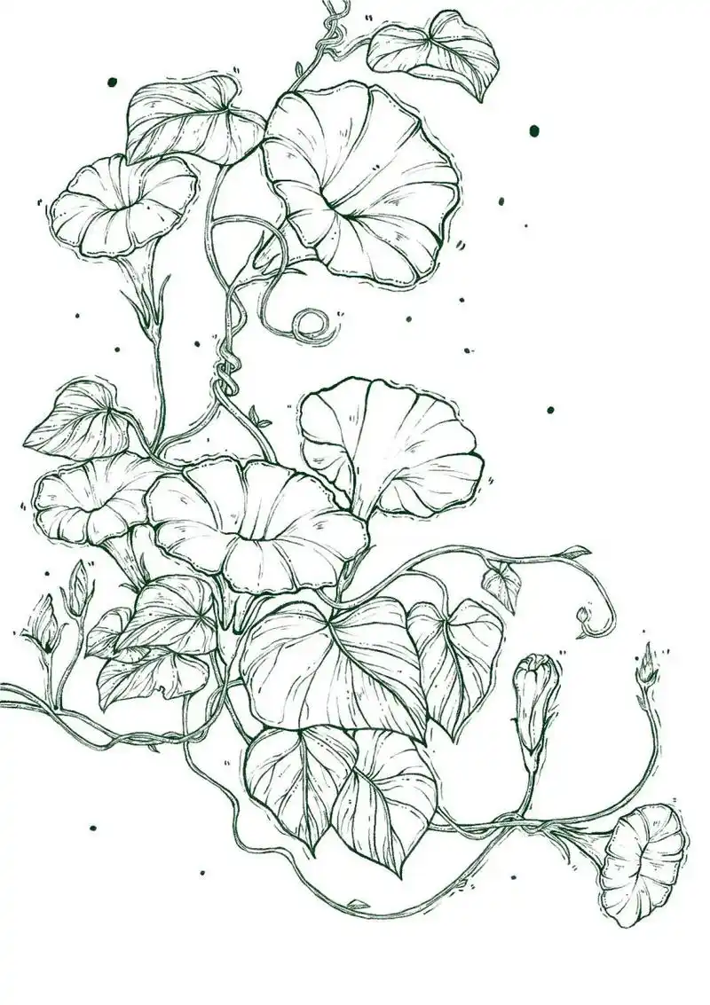 牵牛花[17/365]  #  原图