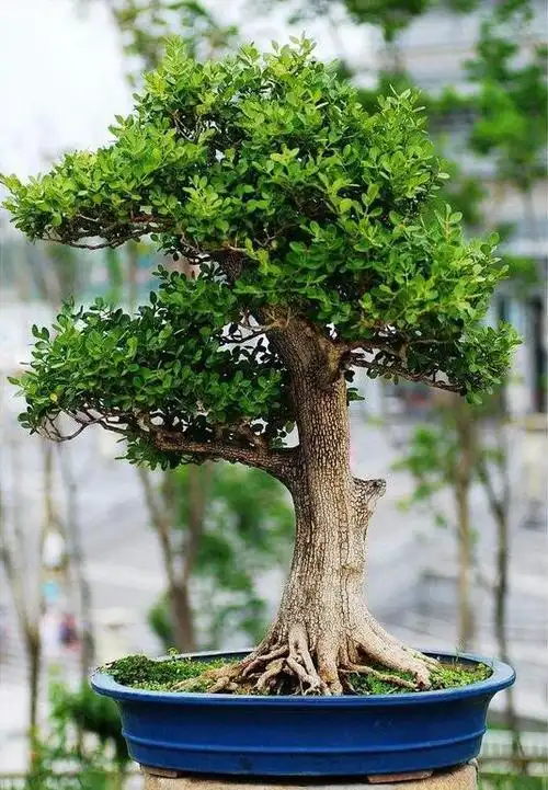 北方适合栽黄杨木吗? 【批木网】