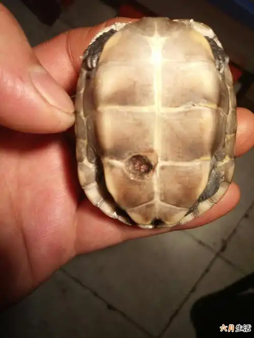 乌龟要死前有没有什么征兆,乌龟死前有什么征兆?