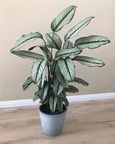 每周一叶*银双线竹芋 calathea white star