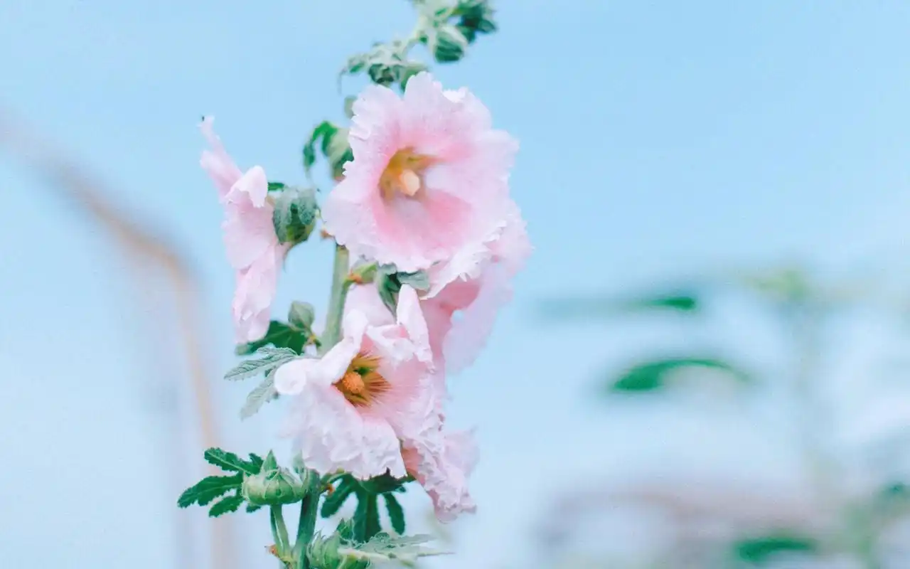 治愈系唯美花卉植物高清桌面壁纸图片