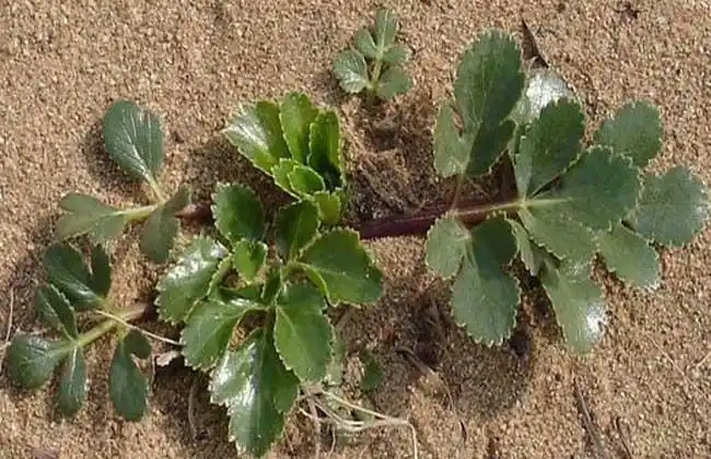 北沙参种植技术视频