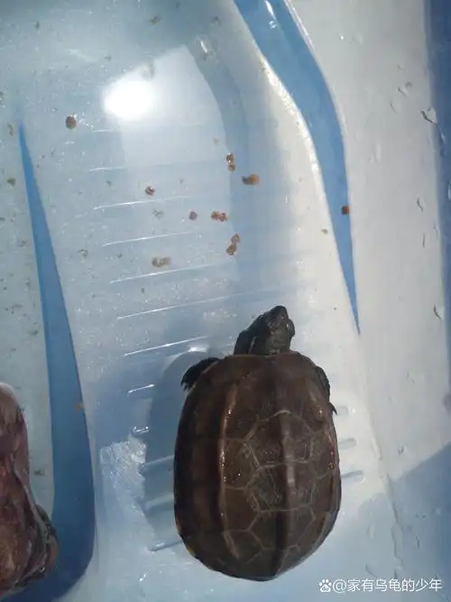 乌龟(学名:mauremys reevesii)是龟科,拟水龟属爬行动物.