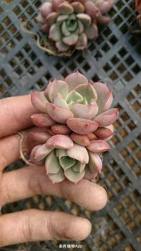 多肉组合超级划算,自己选购,微信601879333,淘宝:西柚园艺
