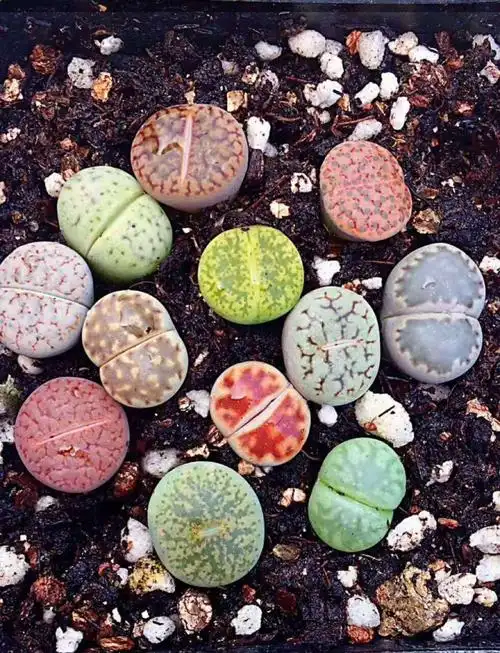 五颜六色的生石花