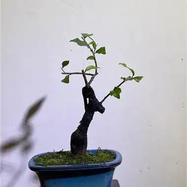 金弹子小品微型盆景放漏详细见图