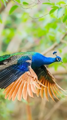 iphone 壁纸 孔雀飞行