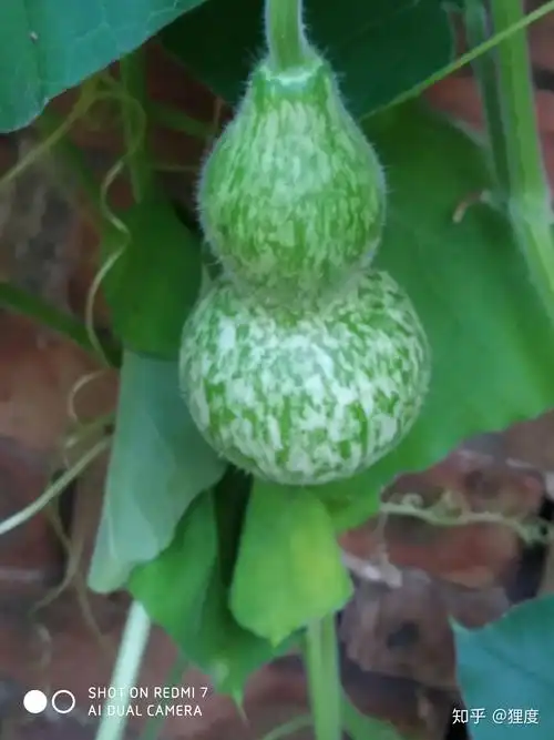 绿色葫芦长什么样子,? - 知乎