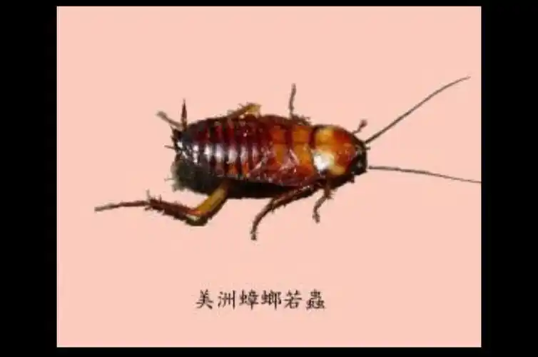 展开全部 就是蟑螂,只不过还没变成成虫长出翅膀,是若虫期.