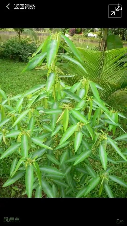 神奇的跳舞草