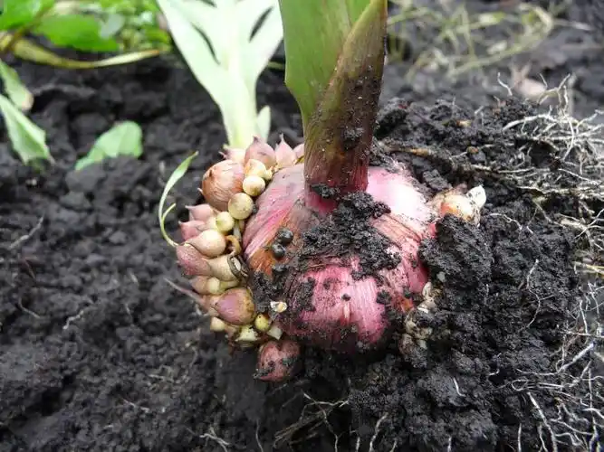 唐菖蒲球根花卉与孩子们