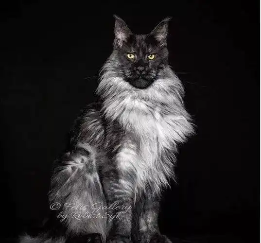 "你养的是狮子吧?""不,它是一只猫!