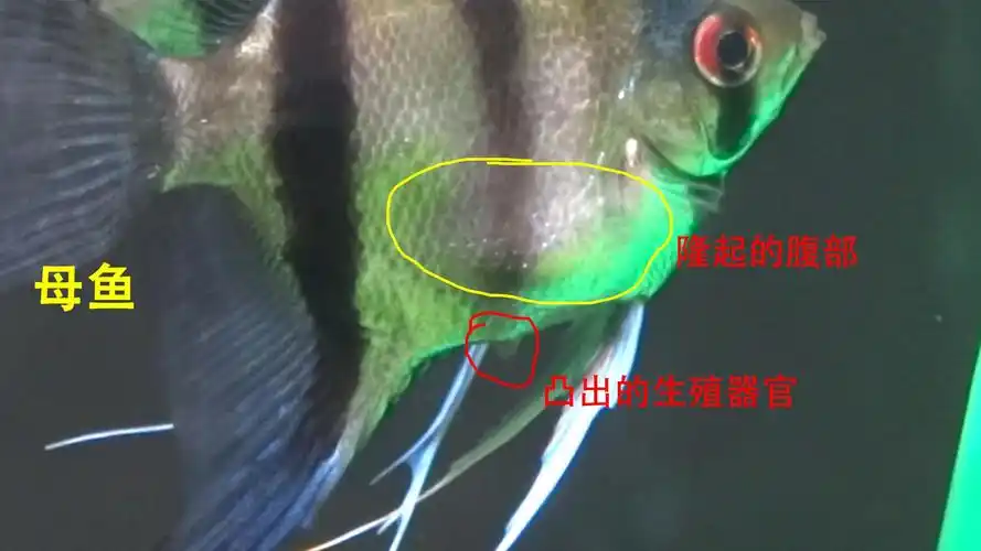 燕鱼怎么分公母图片(图解告诉你通过3种方法进行区分)-和顺网