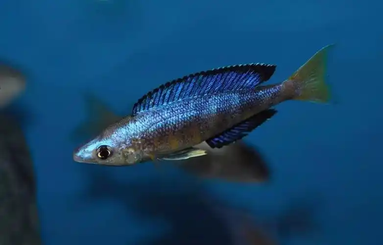 发波细鳞剑沙,给即将到来的夏季热热身