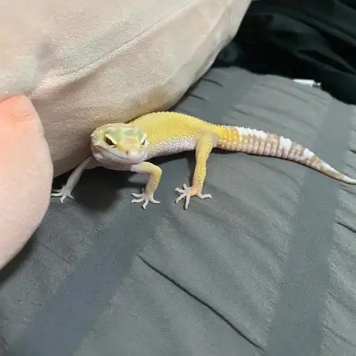 723出生的小守宫