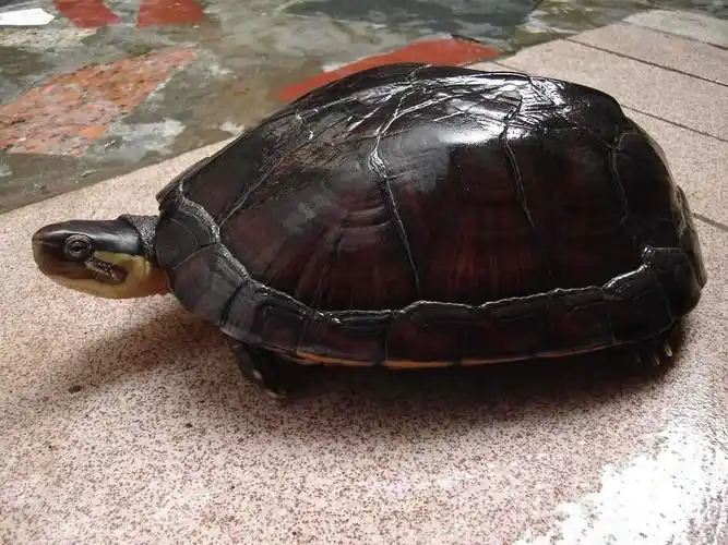 出让石龟种及苗,有意者请联系