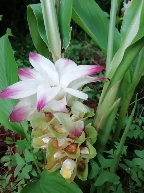 多么养眼悦心的美丽花朵