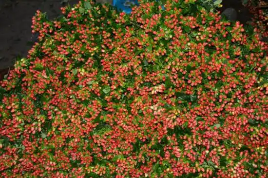 1,种植时间栽培火龙珠时,可选择在每年春,秋两季进行.