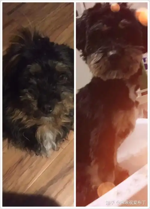 柯基跟泰迪串串会是什么样的