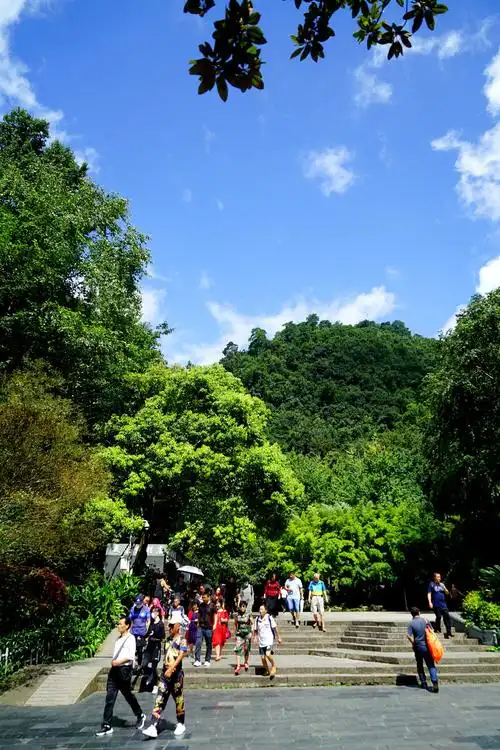 森林散步(黔灵山公园) - 枫林六月