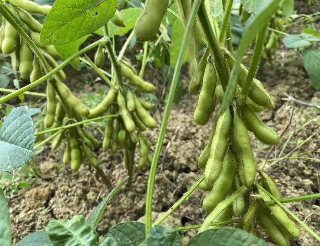 清镇市红枫湖镇大冲村丰收的大豆.