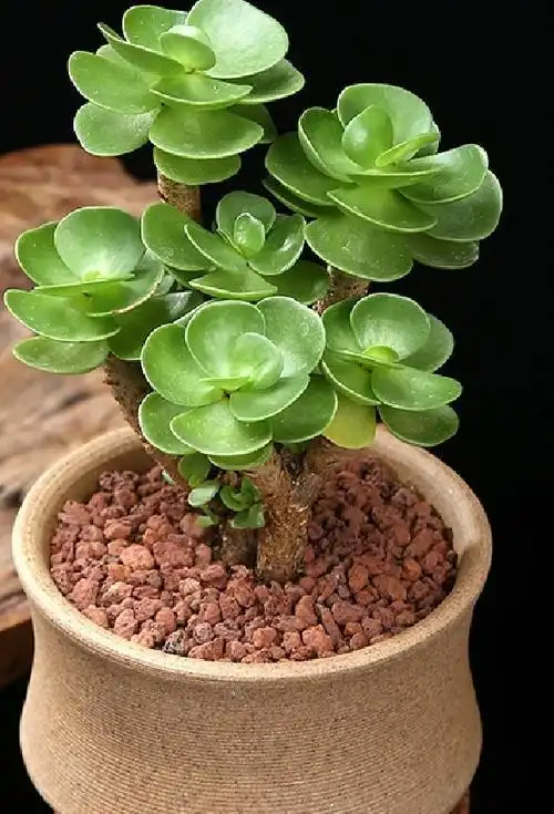 家里养金钱木这种植物,不仅寓意深长,对室内环境也