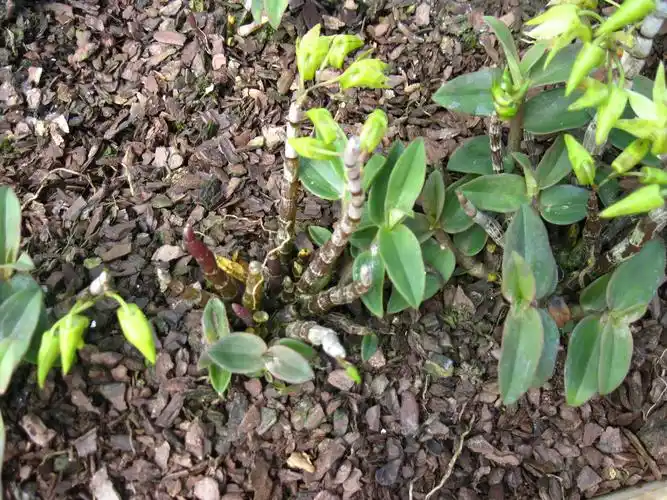 请各位老师帮我看看这个品种的铁片石斛怎么样?