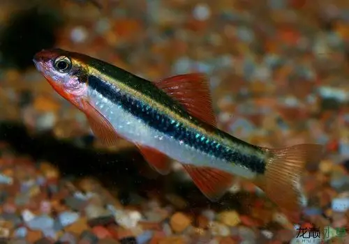 它的名字叫小鳈