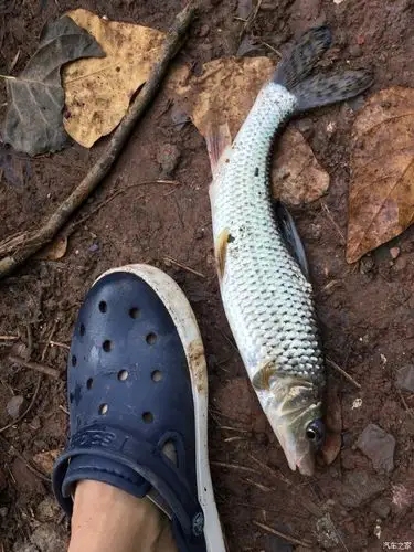 不大,七八两吧,不过夏天能钓到花骨鱼也很不错了