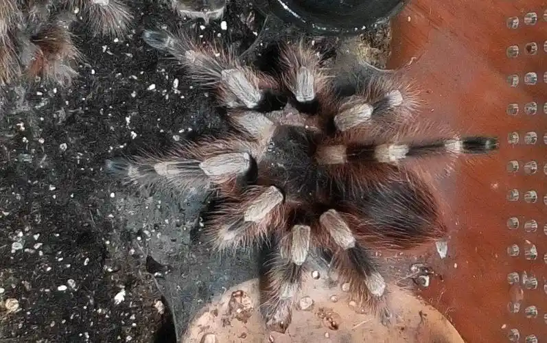 特价黑寡妇蜘蛛活体_巴西黑白脚 2~10cm蜘蛛活体 cb饲养 宠物蜘蛛