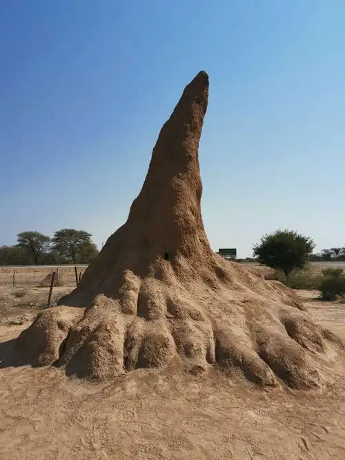 回程的路上到处都是白蚁窝,据说这个是最大的白蚁窝,其实比它大的有